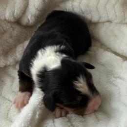 Boy 4 - male Toy Australian Shepherd puppy in Lumberton, Mississippi from Talowah Aussies