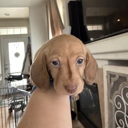 Kid Loki - Green - Fawn (Isabella) male Dachshund puppy in Pittsburg, California from Super Hero Dachshunds
