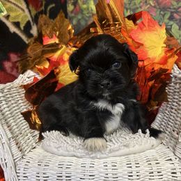 Black with white chest  male Naomi - Black male Shih Tzu puppy in Lebanon, Missouri from Anna's Babies in the Midwest