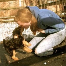 Airedale Terrier and Lakeland Terrier Puppies from Wood Note Airedale & Lakeland Terriers