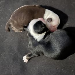 Girl 1 - Red tri-color Australian Shepherd puppy in Banning, California from Flying R Aussie Ranch