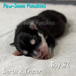 Boy 2 - Black and white male Pomsky puppy in Krum, Texas from Paw-Some Pomskies