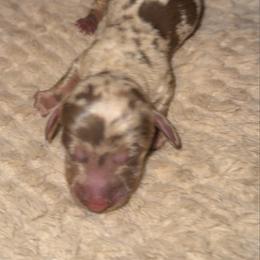 Nash - Dapple male Dachshund puppy in Connersville, Indiana from MoonShine Babies