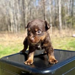 Ruby - Red tri female Miniature Australian Shepherd puppy in Michie, Tennessee from Acton Aussies