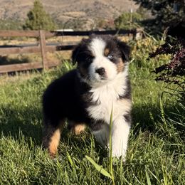 Penelope - Black tri-color female Australian Shepherd puppy in John Day, Oregon from DeVos Australian Shepherds