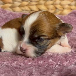 Benjamin - White male Havanese puppy in Clermont, Florida from Country Sweet Havanese and Creative Coaching