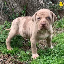 Male 4 - Red merle male Catahoula Leopard Dog puppy in Gadsden, Alabama from Rich Cat’s