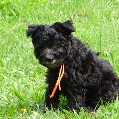 Pumi Puppies from Abiqua Pumik