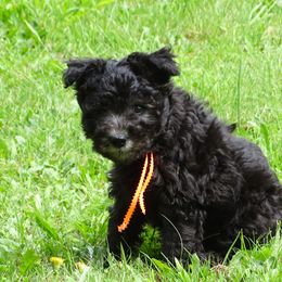 Pumi Puppies from Abiqua Pumik