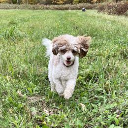 Aussiedoodles and Poodles from Superior AussieDoodles