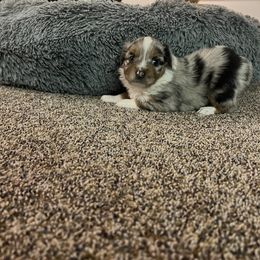 Miniature Australian Shepherd and Toy Australian Shepherd Puppies from Columbia Coast Toy & Mini Aussies