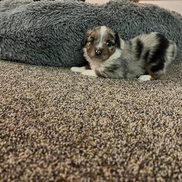 Miniature Australian Shepherd and Toy Australian Shepherd Puppies from Columbia Coast Toy & Mini Aussies