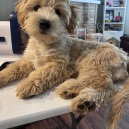 Juno - Cream male Maltipoo puppy in West Jordan, Utah from Mid Sized Maltipoos and More LLC