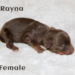 Rayna - Red tri female Miniature Australian Shepherd puppy in Paris, Texas from Kuttin’ Up Mini Aussies