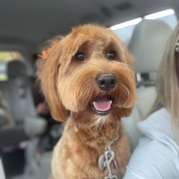 Dolly - Goldendoodle