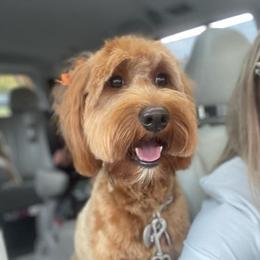 Dolly - Goldendoodle