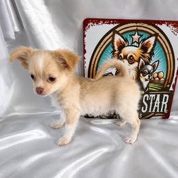 Dean - Cream and white male Chihuahua puppy in Palmyra, Indiana from Country Star Chihuahuas