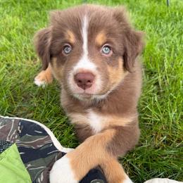 Curtis- Red Tri - Red tri-color male Australian Shepherd puppy in Hugo, Colorado from Frying Pan Ranch Australian Shepherds
