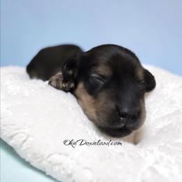Trey - Cream male Dachshund puppy in Oklahoma City, Oklahoma from OkieDoxieland Dachshunds