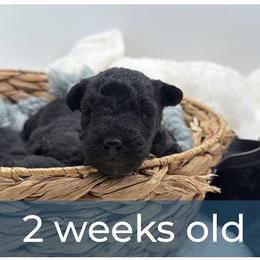Girl 1 - Black female Lakeland Terrier puppy in Marshallville, Ohio from Anne's Pups