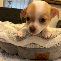 Emmie - Red and white female Chihuahua puppy in Harlan, Iowa from Home Grown Chihuahuas From Iowa
