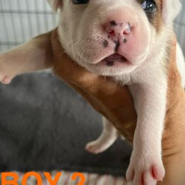 Staffordshire Bull Terrier Puppies from 1LoveStaffies-Hawaii