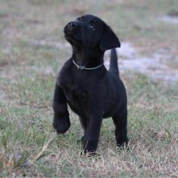 Light blue collar - Black male Labrador Retriever puppy in Four Oaks, North Carolina from TLC Retrievers