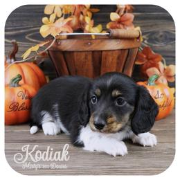 KODIAK - AKC Registered - Black and tan male Dachshund puppy in Graceville, Florida from Misty's 101 Doxies