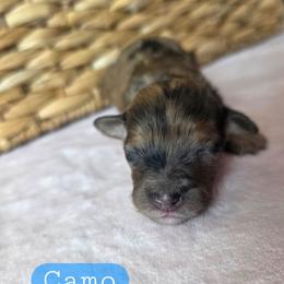 Camo - male Cavapoochon puppy in Bullard, Texas from Cavapoochon Central LLC
