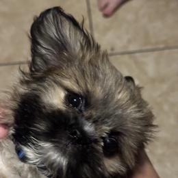 Shih Tzu, Shorkie, and Yorkshire Terrier Puppies from Tiny Tales Co.