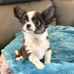 2200 Champion Grandsired Rex - Black and tan male Chihuahua puppy in Strawberry, Arkansas from Strawberry River Chihuahuas