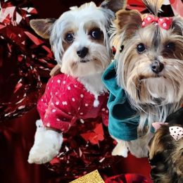 Olde English Bulldogges and Yorkshire Terriers from Rubiez Yorkiez