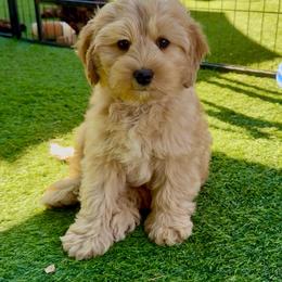 Red - Apricot male Australian Labradoodle puppy in Anderson, California from Shaggy Doodles