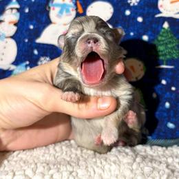 True Blue Merle and Tan - Blue merle female Pomeranian puppy in Scottsburg, Virginia from Summer Set Poms