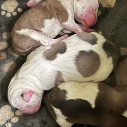 Boy 2 - White male American Bulldog puppy in Pace, Florida from Genesis American Bulldogs