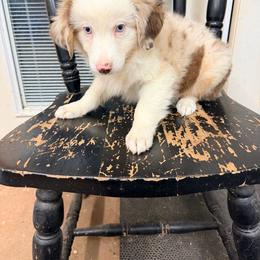 Scout - Red merle male Australian Shepherd puppy in Cushing, Oklahoma from Little Pastures Australian Shepherds