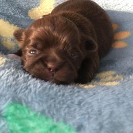 Rose - Chocolate female Shih Tzu puppy in Milton, Florida from Shih tzu adventures of Santa Rosa Florida