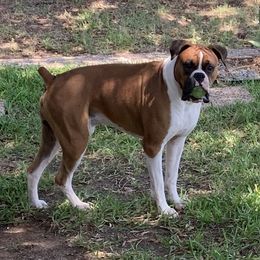 Jaxon - Boxer