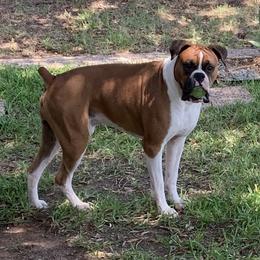 Jaxon - Boxer