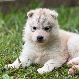 Poseidon - Gray and white male Siberian Husky puppy in Amery, Wisconsin from Sovereign Siberians