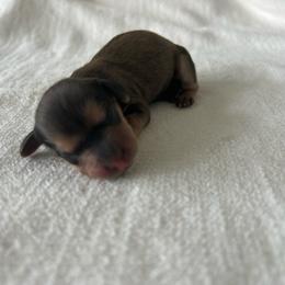 Curley (shaded cream) - Cream male Dachshund puppy in Sebring, Florida from Mini Weenies