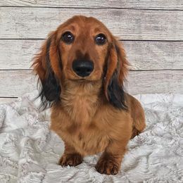 Flavor  - Dachshund