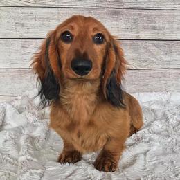 Flavor  - Dachshund