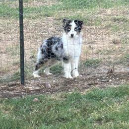 Birdie - Blue merle female Miniature Australian Shepherd puppy in Ardmore, Oklahoma from Tribal Rose Aussies