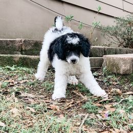 Bernedoodle and Poodle Puppies from SoFun Doodles & Poodles
