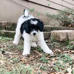 Bernedoodle and Poodle Puppies from SoFun Doodles & Poodles