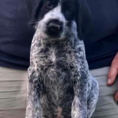 Gucci - Black and white female German Wirehaired Pointer puppy in Wellston, Ohio from Blue Line GWPs
