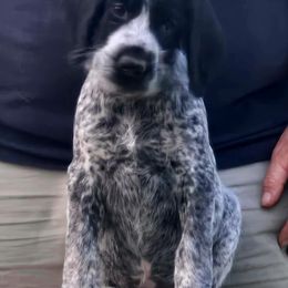 Gucci - Black and white female German Wirehaired Pointer puppy in Wellston, Ohio from Blue Line GWPs