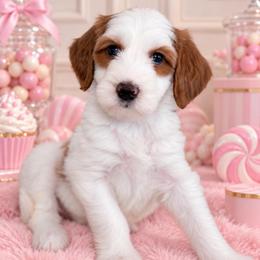 Poppy - Red  female Goldendoodle puppy in Yuciapa, California from AlltheDoodlez_