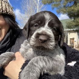 Ms Red - Brown and gray Wirehaired Pointing Griffon puppy in Belgrade, Montana from Griffons Out West